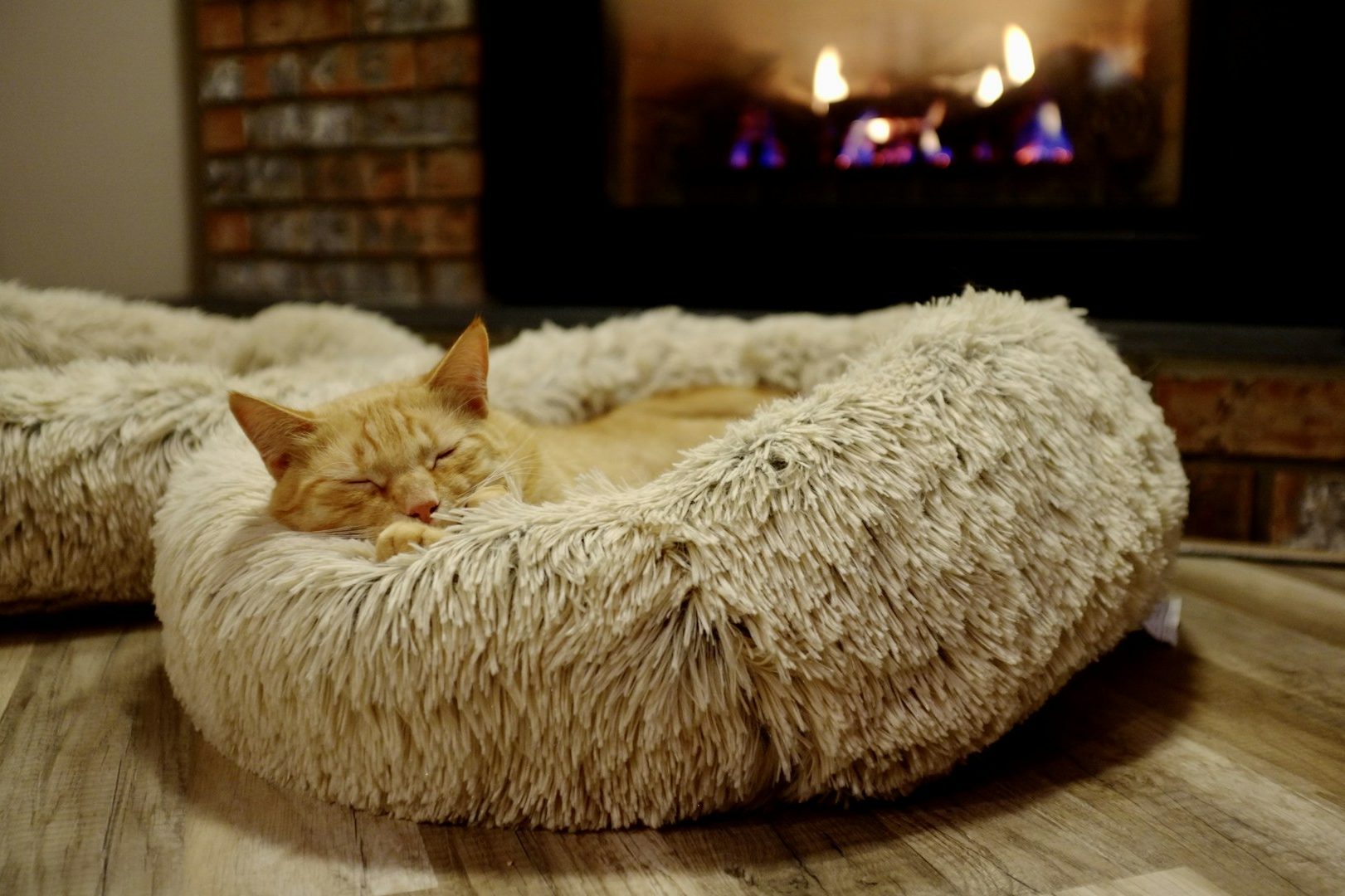 comfortable cat